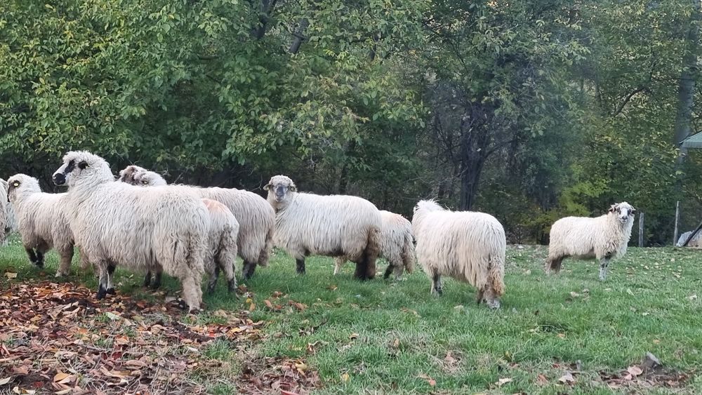 De vânzare! 500 de lei bucata  .