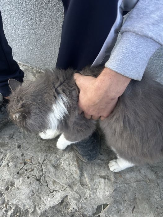 vand pisica de rasa nr 1