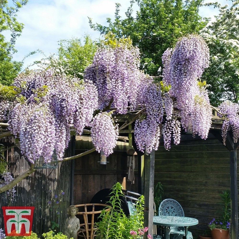 Япоский  ГЛИЦИНИЯ  - (Wisteria)
хушбой хидли , баланд буйли дарахт бул