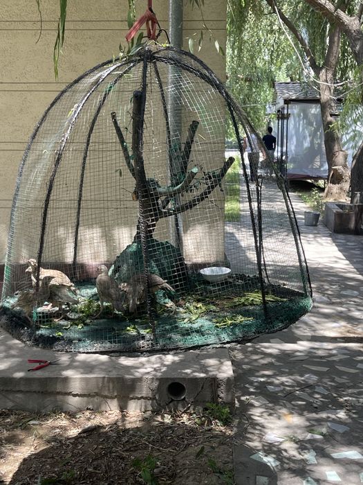 Продается чайхана в бектемирском районе