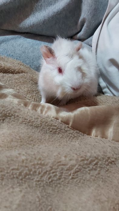 Продам морскую свинку