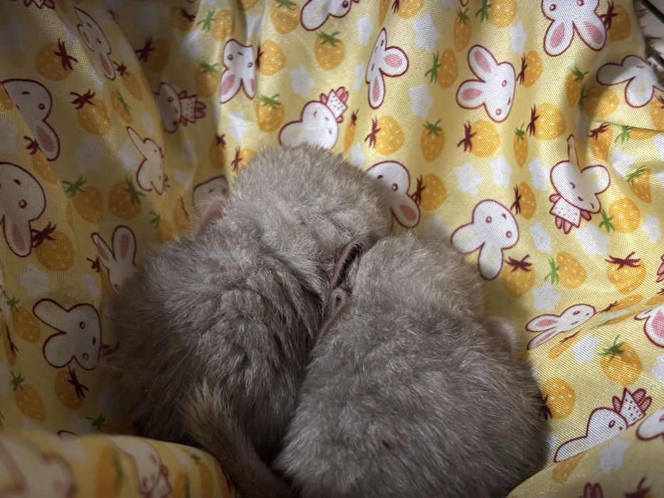 Vand pui chinchilla/sinsila bej