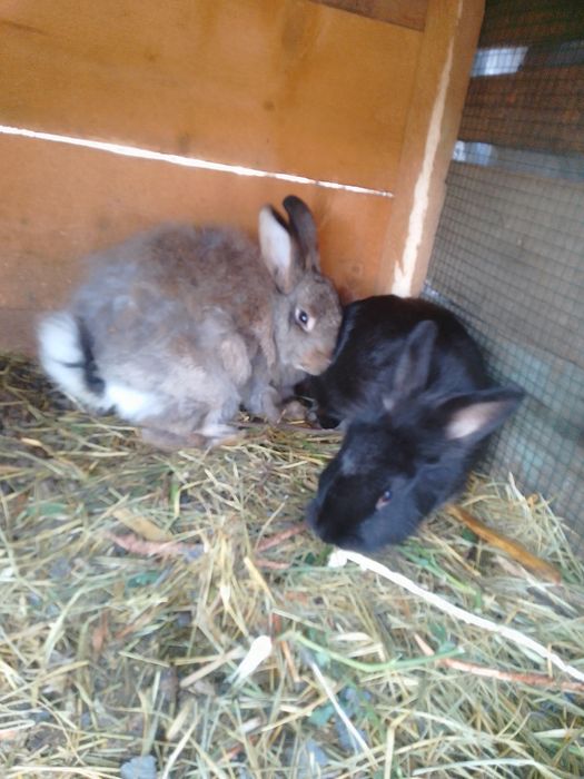 Rate românești de vânzare