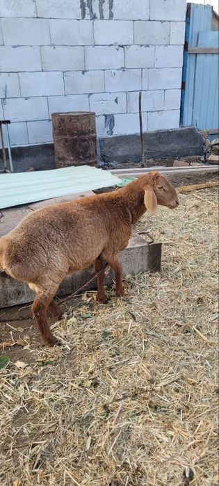 Кучкорча согом 420000