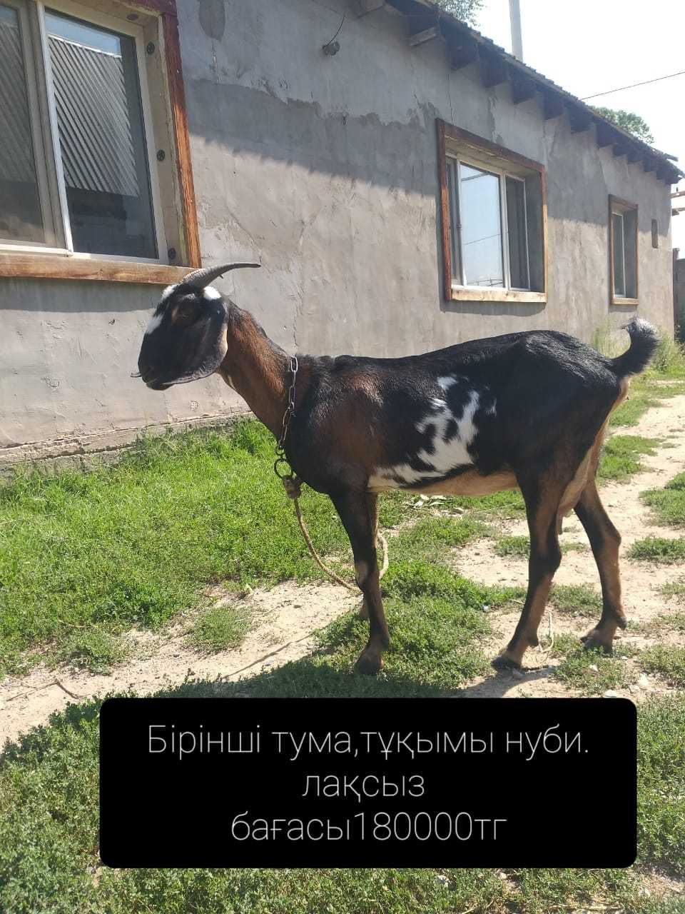 ешкі 1 тума асыл тұқымды тукымды ешкілер ешки , коза , козы, козлята