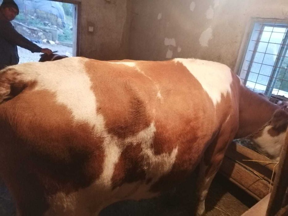 Vaca de vanzare  pentru detalii sunatii