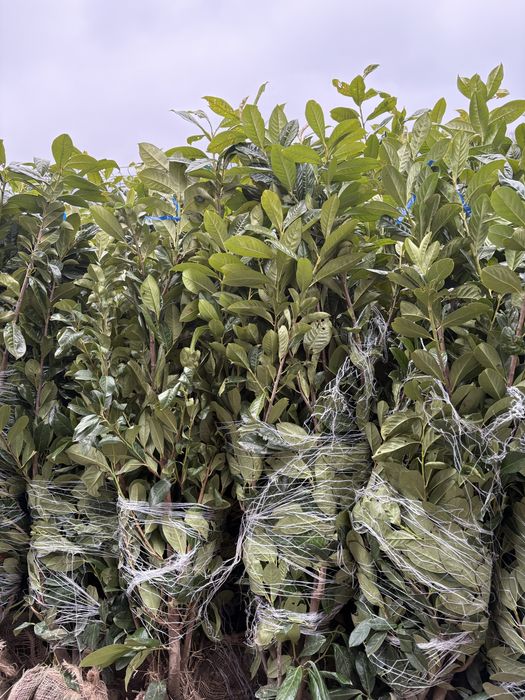 Plante ornamentale diferite specii si dimensiuni