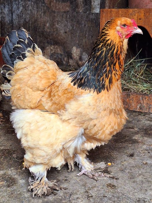 Brahma Columbia Galben-Negru