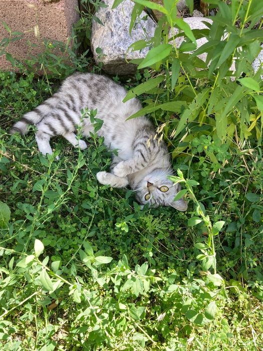 Кошечка в заботливые руки