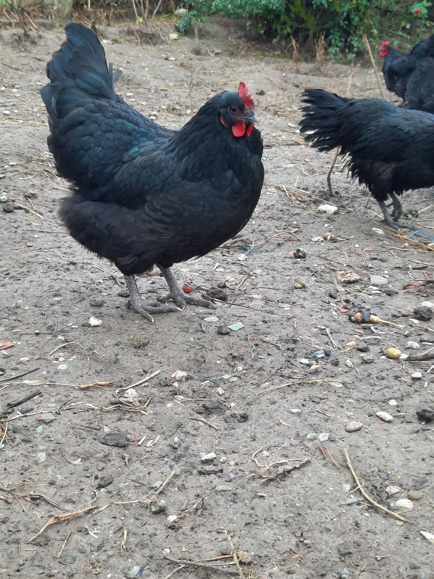 Vând puicute australorp