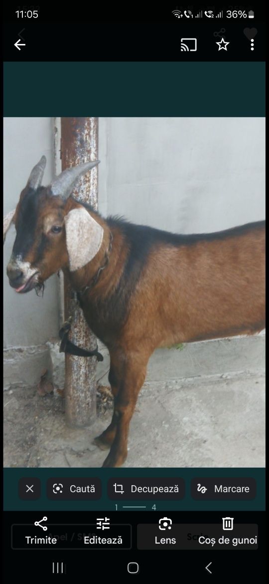 Țap alpin de vânzare