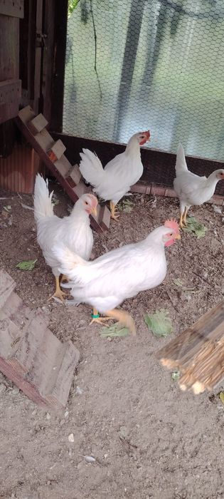 Cocosi din rasa Leghorn