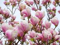 Magnolia soulangeana roz alba mov Susan
