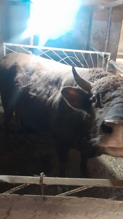 sogʻlom buqa sotiladi