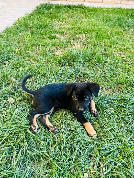 Два очаровательных щенка в добрые руки!