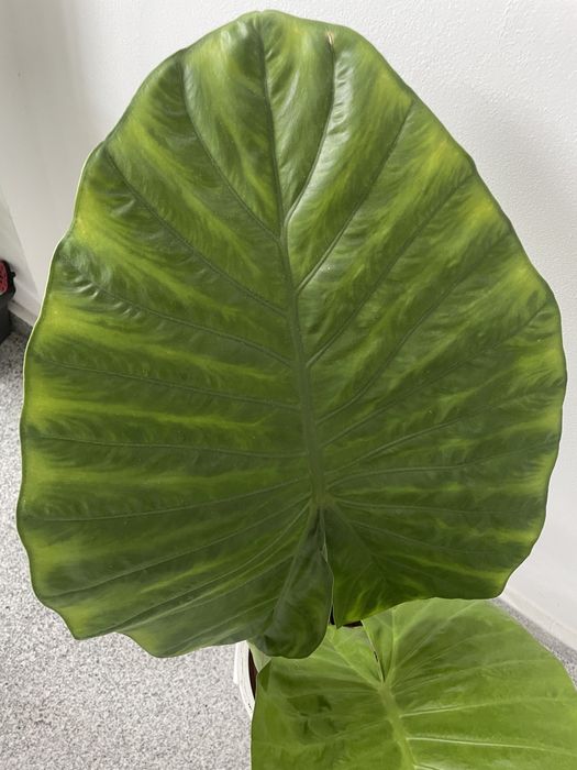 Planta de interior - Alocasia Macrorrhiza, 85 cm inaltime