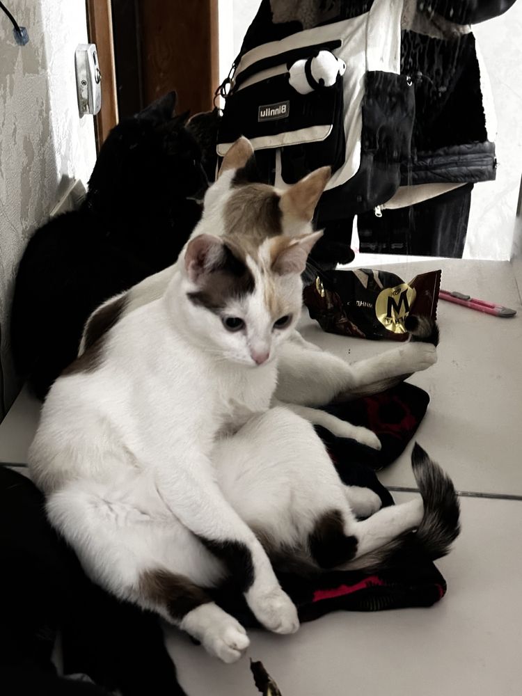 Две кошки