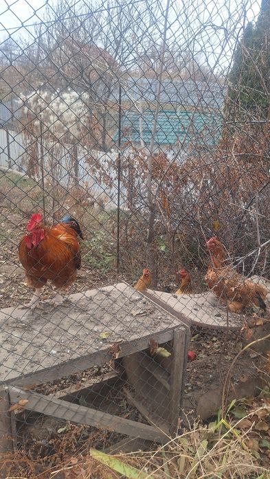 Продам семью кучинских