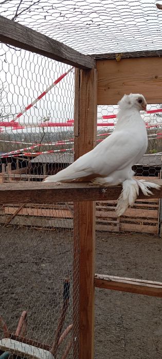 Porumbei jucători de botosani