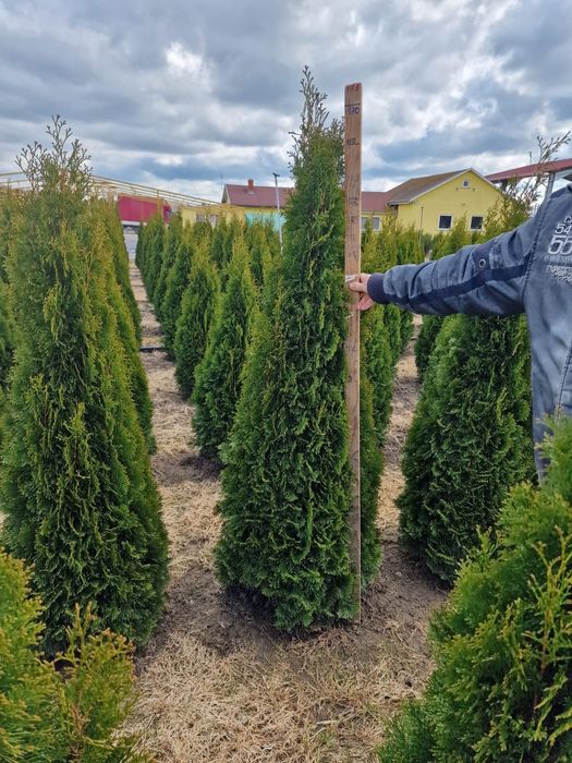 Tuia smaragd calitate extra