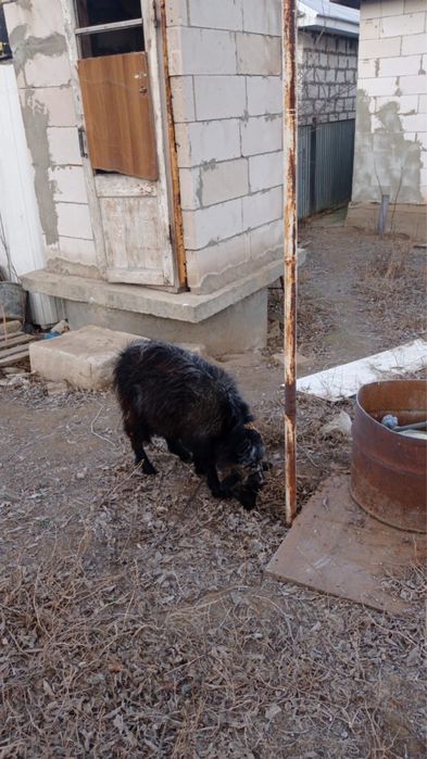 Продам 5 козлят