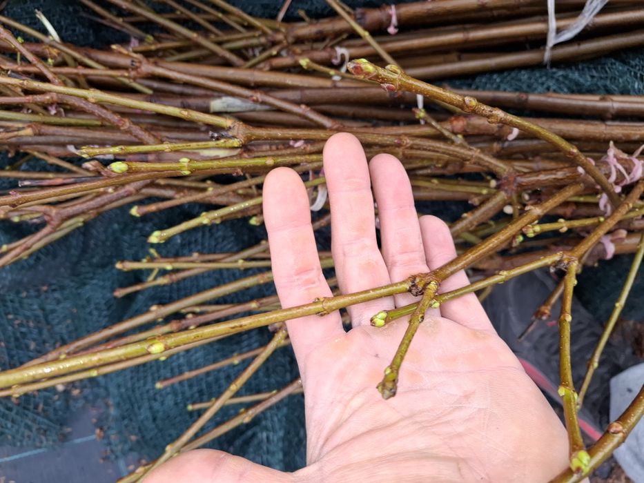 Кълбовиден шестил 200см