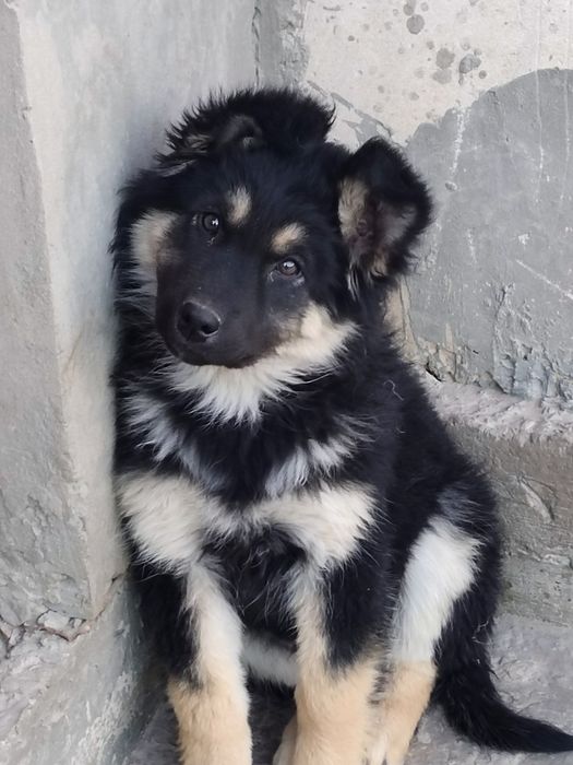 Отдам даром щенки