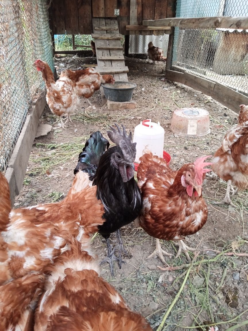 Продам домашнее куриное яйцо