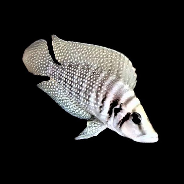 Altolomprologus White Calvus 7-8-9 sm