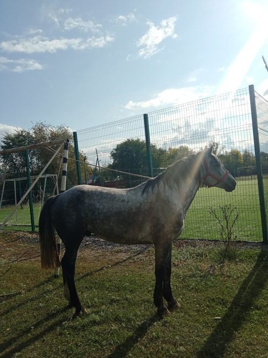 Продам Лошадь 6 лет