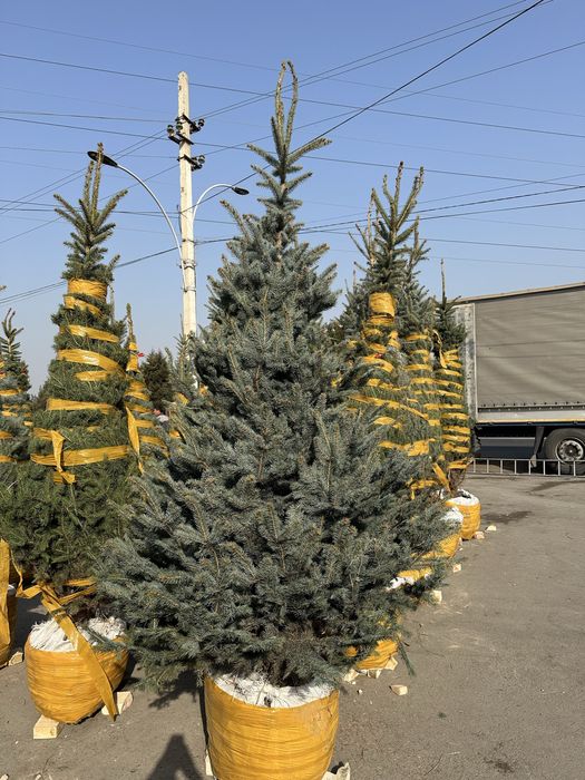 Xar xil turdagi archalar va gullar sotiladi