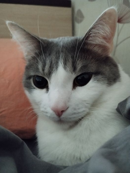Отдадим кастрированного кота в хорошие руки
