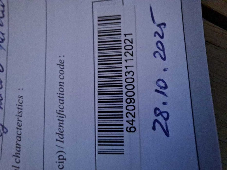 Jack Russell Terrier