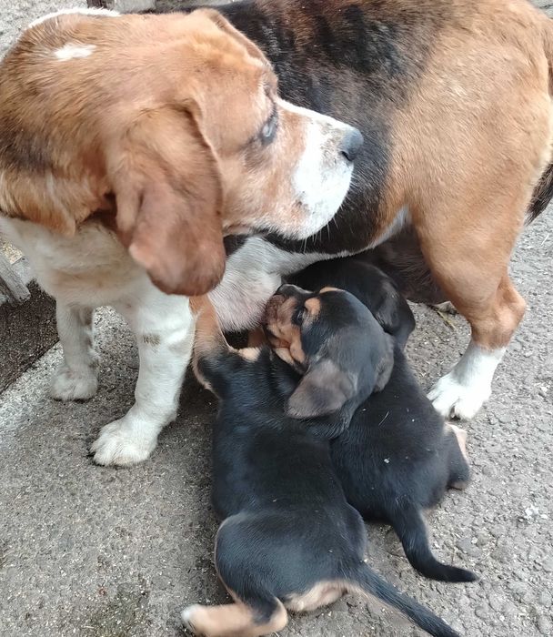 Donez puiți beagle