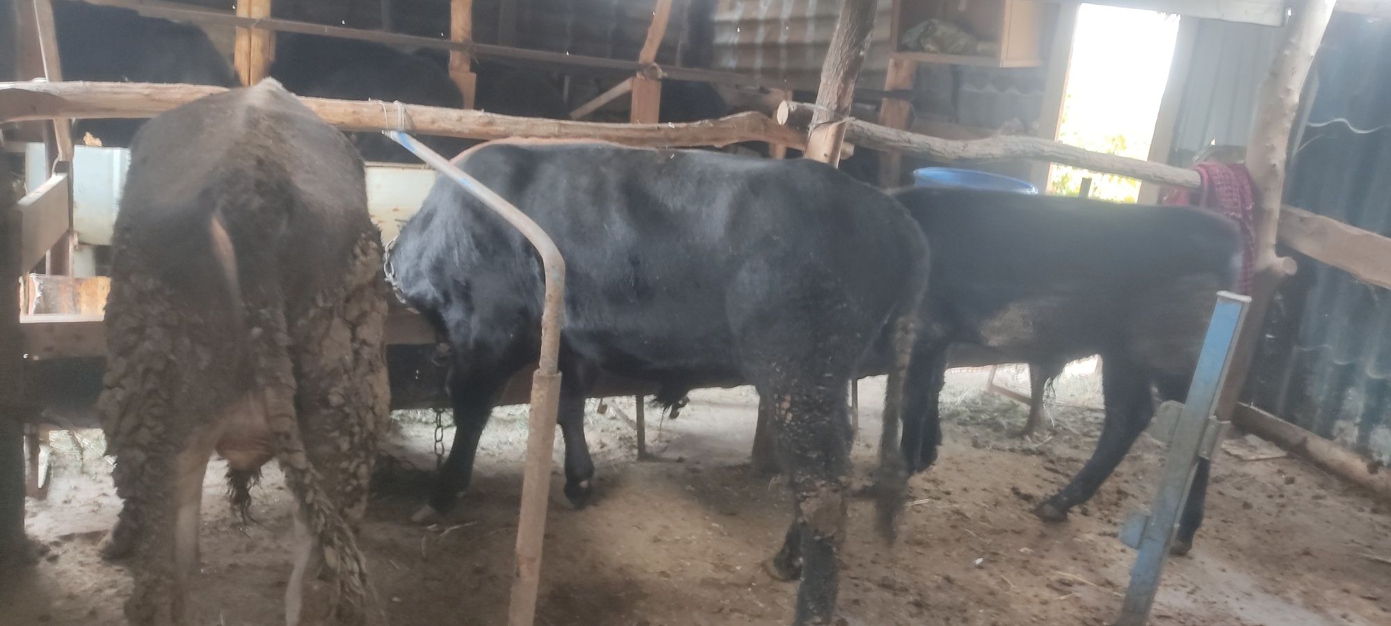 Продам бычков восем голов