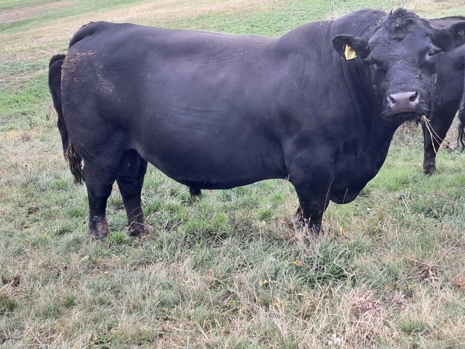 Tauri angus cu certificat de origine