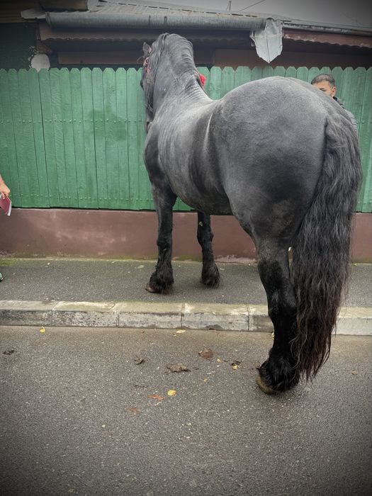 Vand armasar Frizian