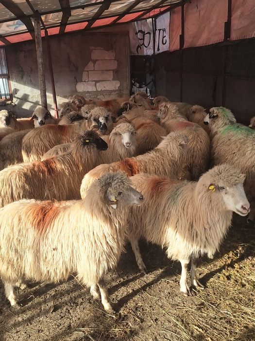 Vând 19 oi gestante