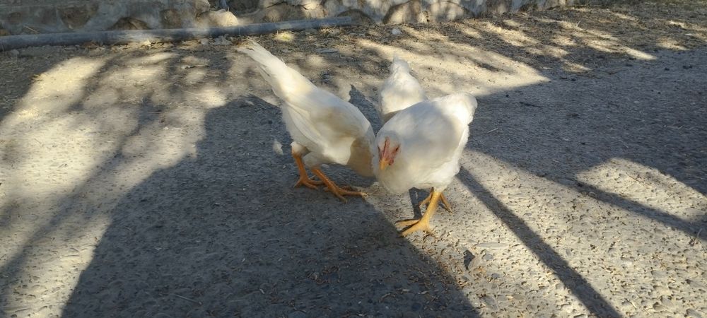 Xonaki tovuqlar.
