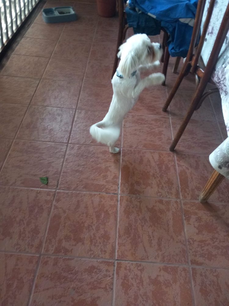 Bichon Maltese Mascul