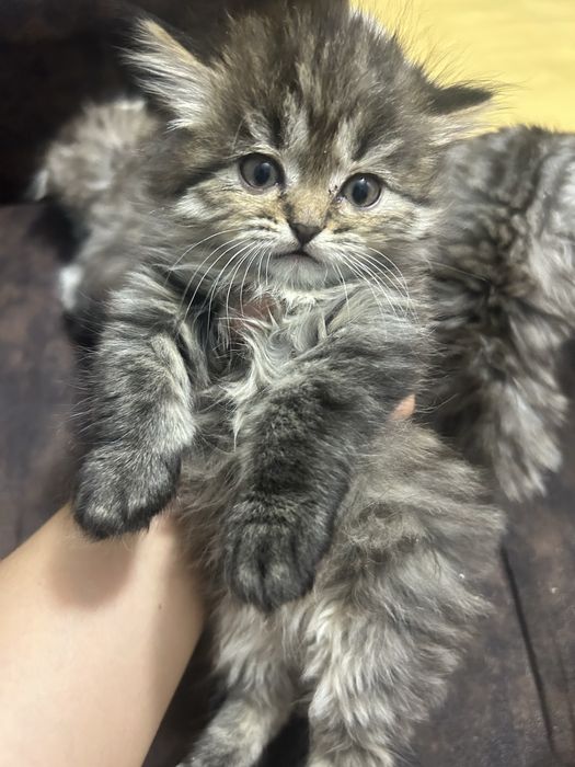 Продается котенок британец