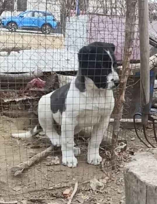 Продам щенка 2.5 месяца самка хорошая линия находится в Туркестане