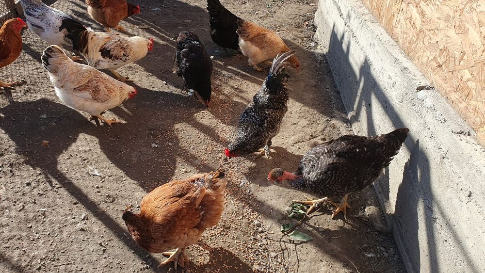 Vand cocosi romanesti.