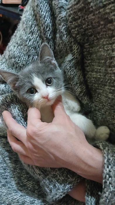 Котенок девочка бесплатно