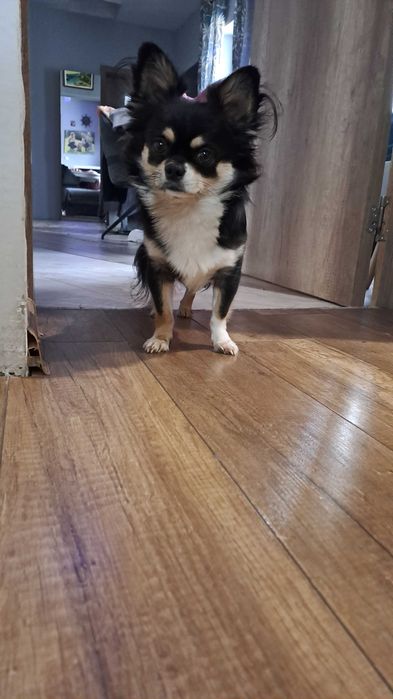 Дългокосместо чихуахуа