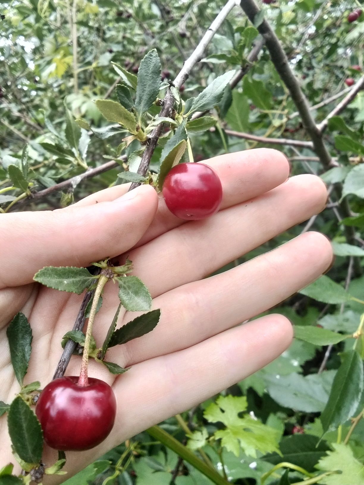 Продам вишню домшнюю