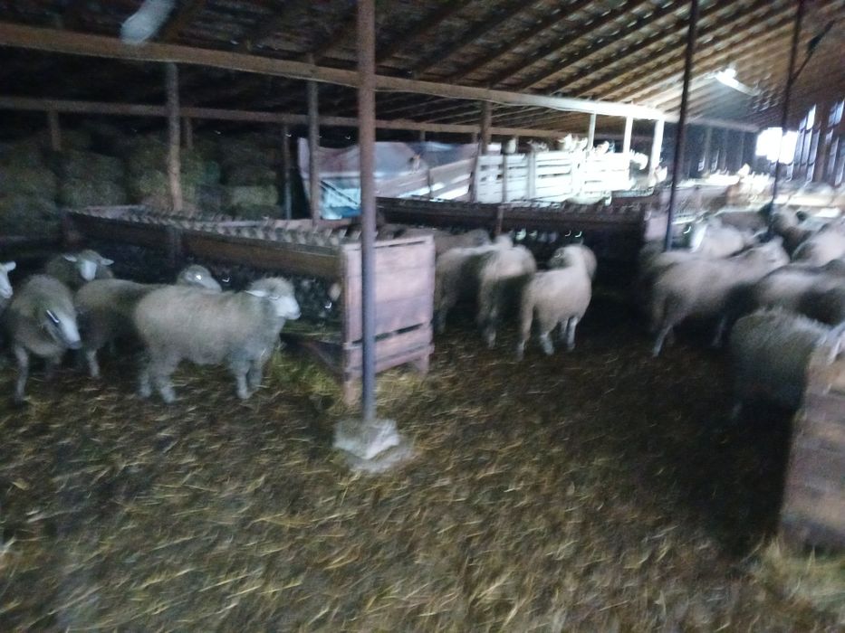 Miele de vânzare cu varsta de un an