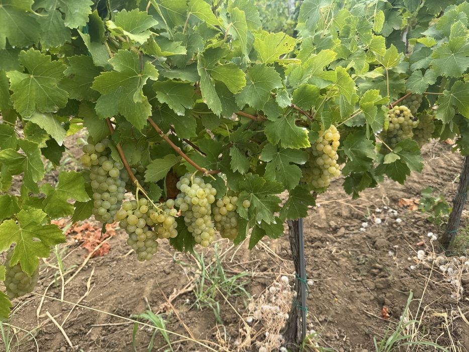 Vand struguri Muscat Ottonel pentru vin.