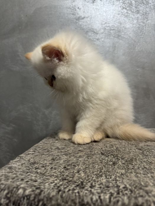 Персийски котета цена 300 лв