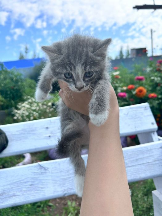 Котята в добрые руки полубританцы